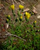 Hieracium veresczaginii. Верхняя часть цветущего растения. Красноярский край, Каратузский р-н, урочище Сибирячка, берег р.Тайгиш, низкая пойма. 28.07.2014.