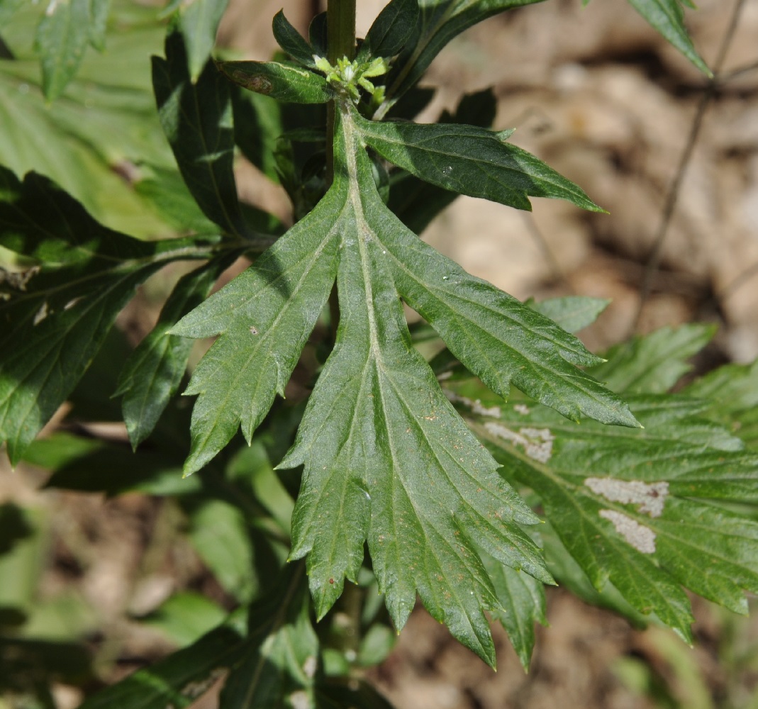 Изображение особи Artemisia vulgaris.
