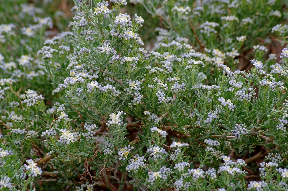 Изображение особи Nitraria sibirica.