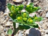 genus Euphorbia. Соцветие с цветками и завязавшимися плодами. Турция, пров. Анталья, р-н Кемер, вершина горы Тахталы (высота 2365 м н.у.м.). 15.08.2014.