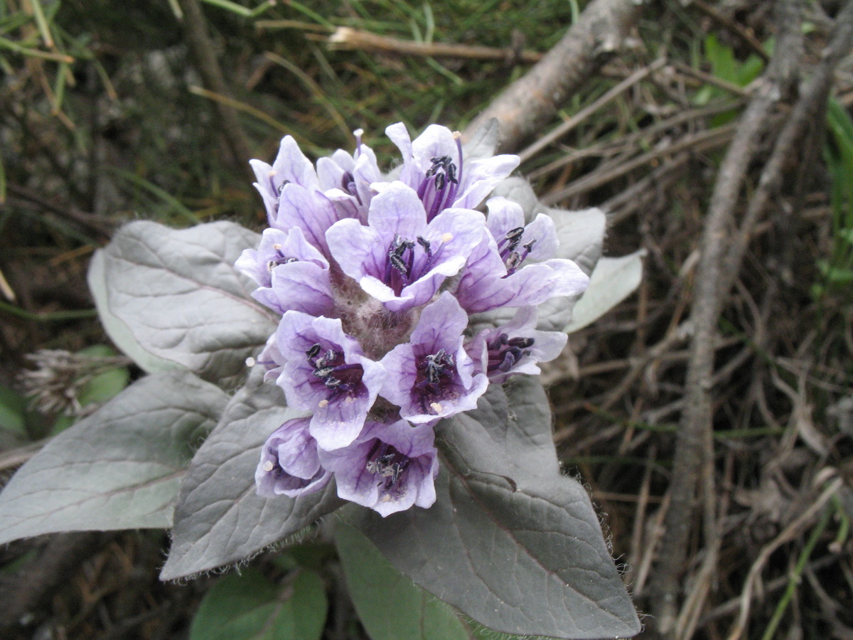 Image of Physochlaina physaloides specimen.