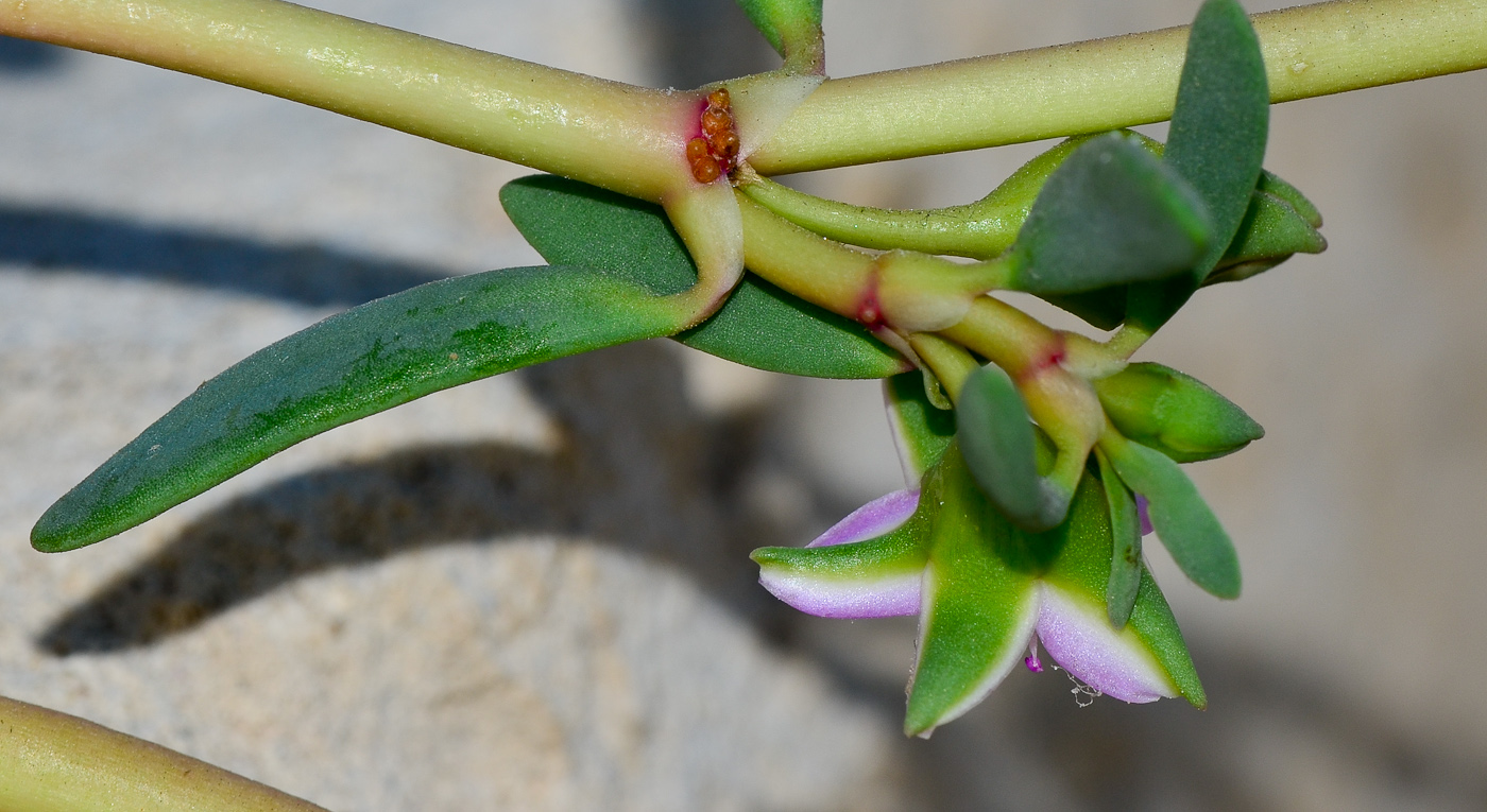 Image of Sesuvium portulacastrum specimen.