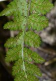 Image of taxon representative. Author is Никита Чернов