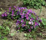 Primula × polyantha. Цветущие растения. Московская обл., Раменский р-н, окр. дер. Хрипань, садовый участок. 04.05.2014.