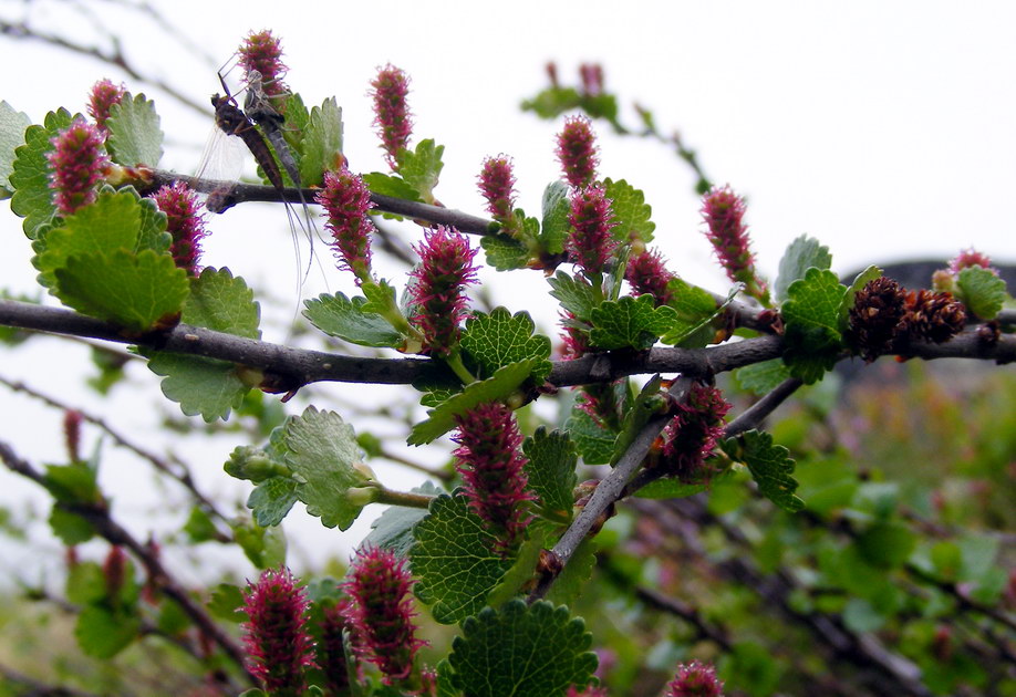 Изображение особи Betula nana.