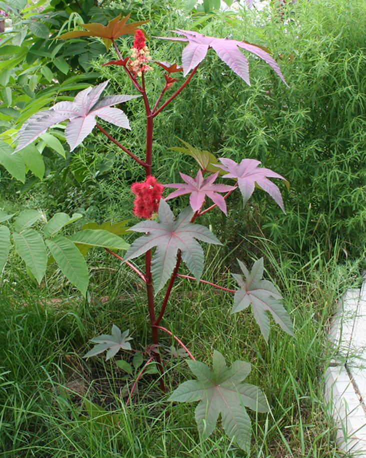 Изображение особи Ricinus communis.