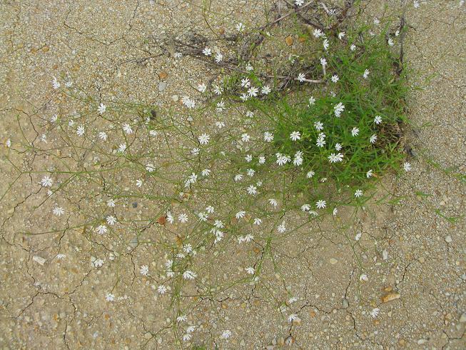 Изображение особи род Stellaria.