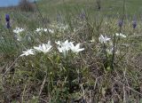 Ornithogalum navaschinii