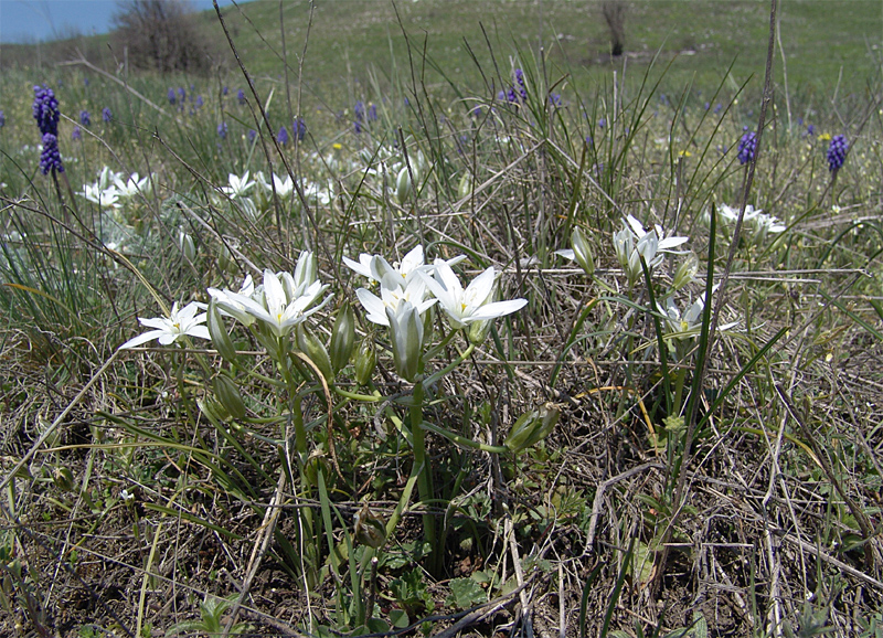 Изображение особи Ornithogalum navaschinii.