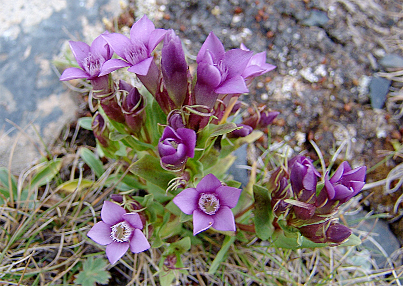 Image of Gentianella caucasea specimen.