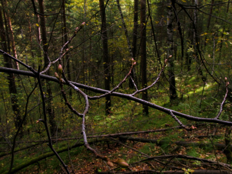 Image of Tilia nasczokinii specimen.