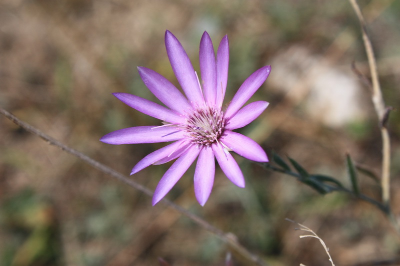 Image of Xeranthemum annuum specimen.