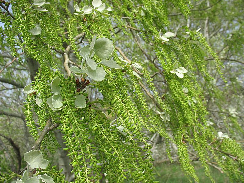 Image of Populus alba specimen.