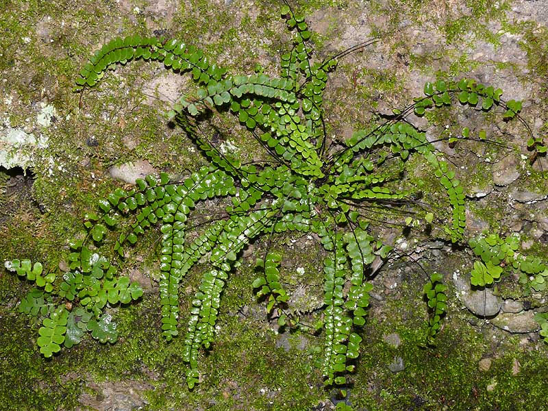 Изображение особи Asplenium trichomanes.