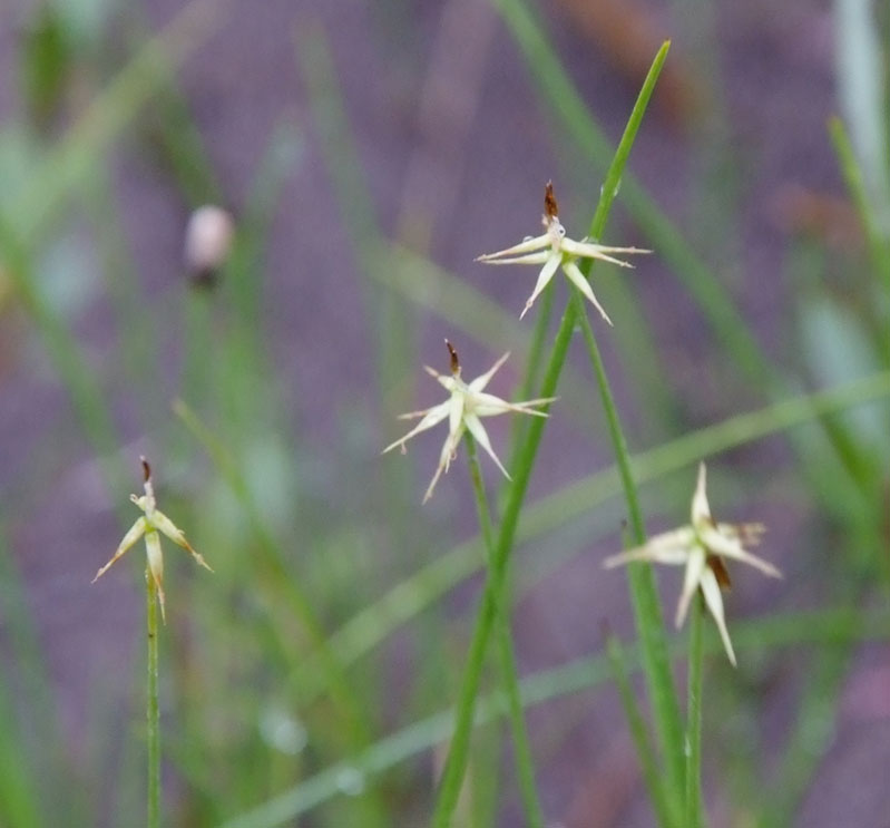 Image of Carex microglochin specimen.