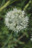 Allium caricifolium