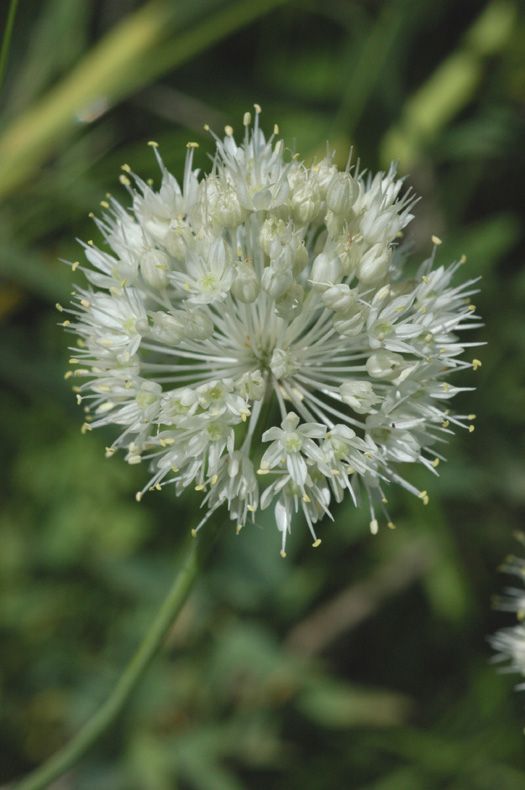 Изображение особи Allium caricifolium.