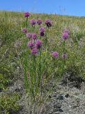 Allium montanostepposum. Цветущее растение. Восточно-Казахстанская область, берег Усть-Каменогорского водохранилища. 15.08.2009.
