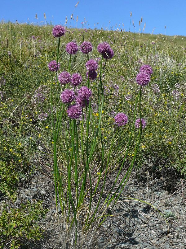 Image of Allium montanostepposum specimen.