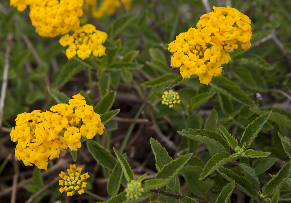 Изображение особи Lantana camara.