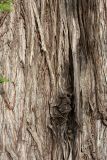 Cupressus sempervirens