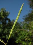 genus Digitaria