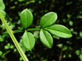 Jasminum floridum