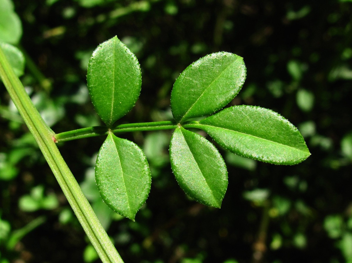 Изображение особи Jasminum floridum.