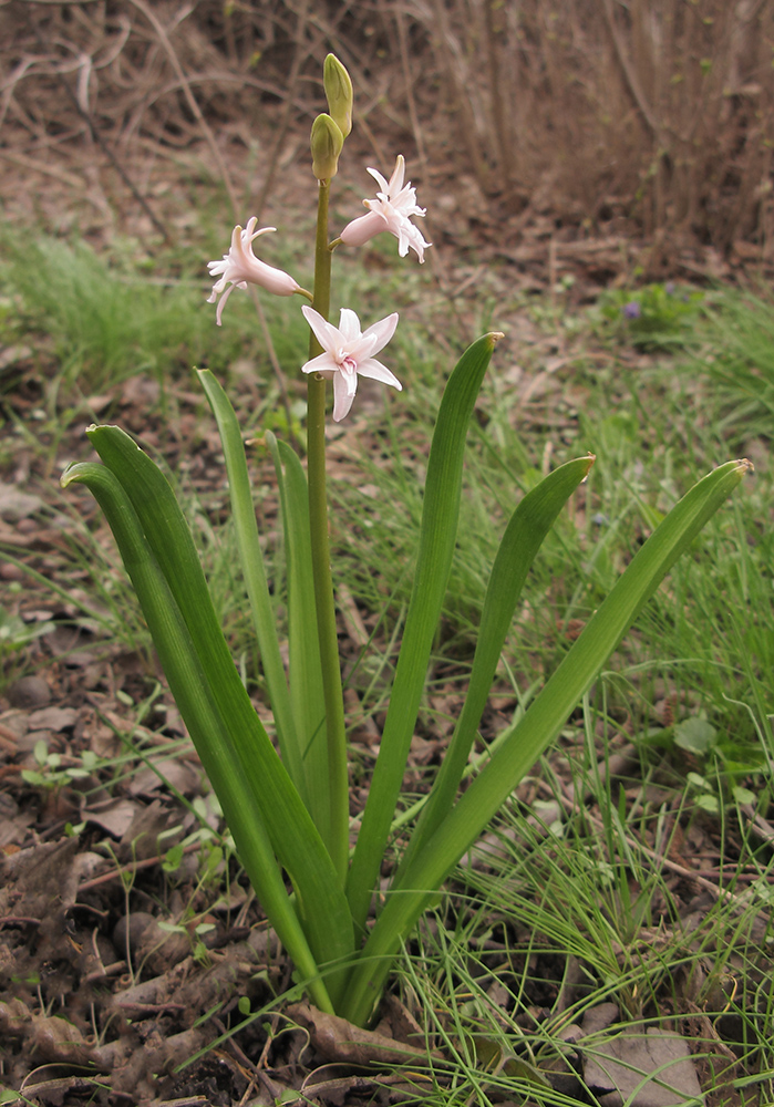 Image of Hyacinthus orientalis specimen.