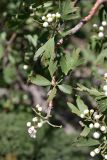 Crataegus pontica