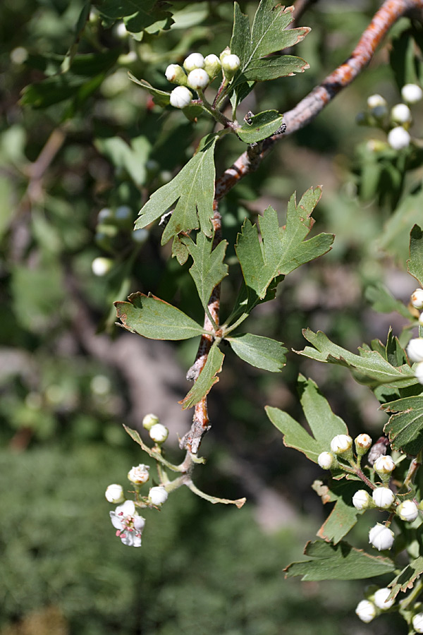 Image of Crataegus pontica specimen.