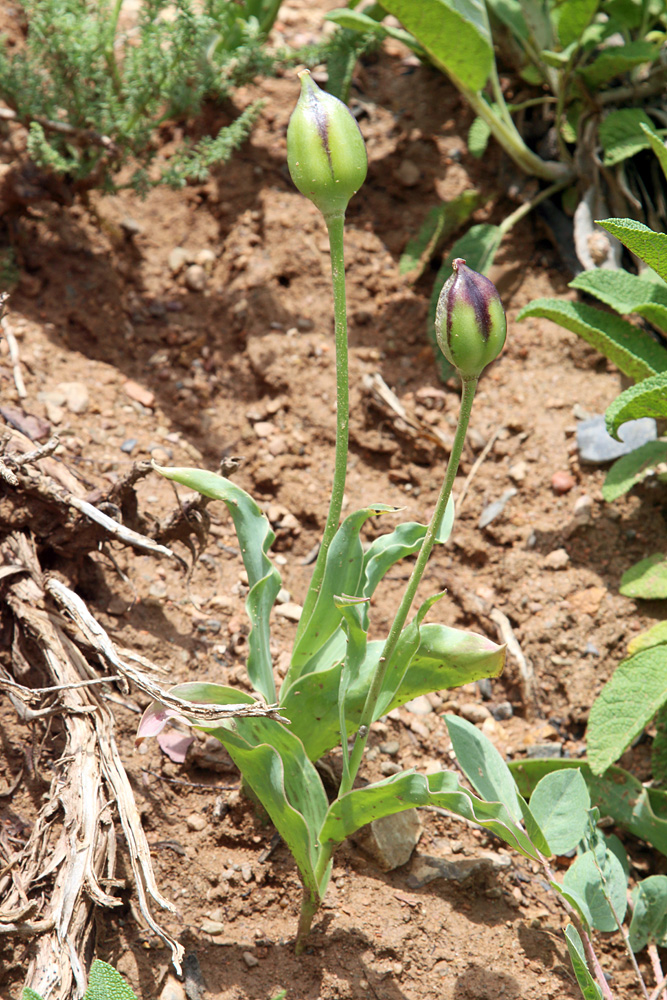 Image of Tulipa greigii specimen.