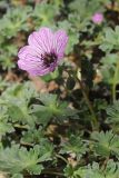 Geranium cinereum