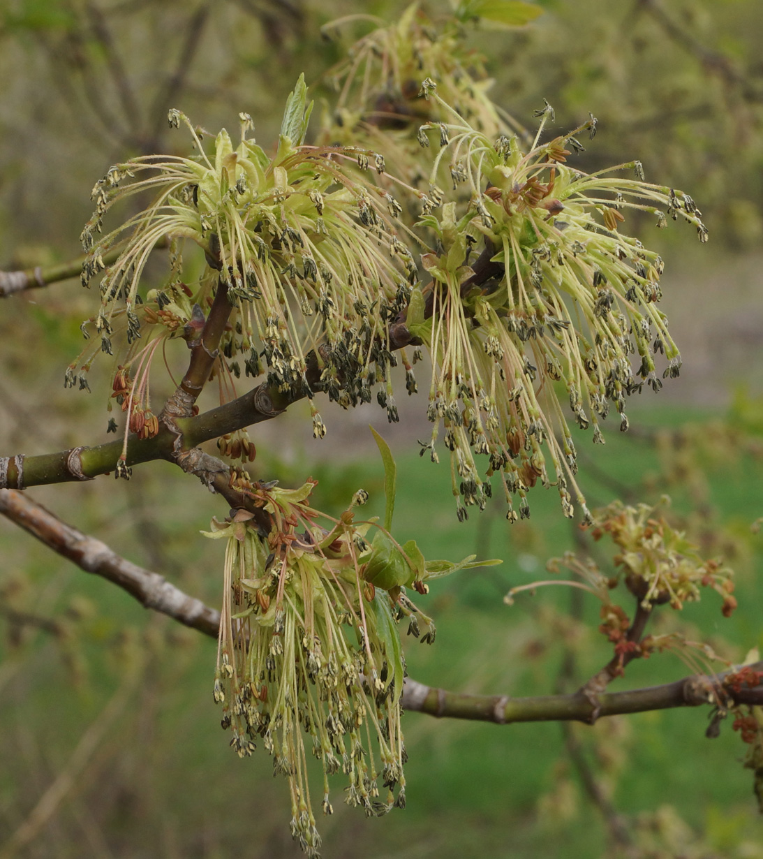 Image of Acer negundo specimen.