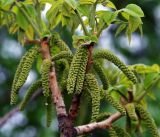 Juglans mandshurica. Развивающиеся мужские соцветия. Московская обл., Раменский р-н, окр. дер. Хрипань, садовый участок. 14.05.2015.