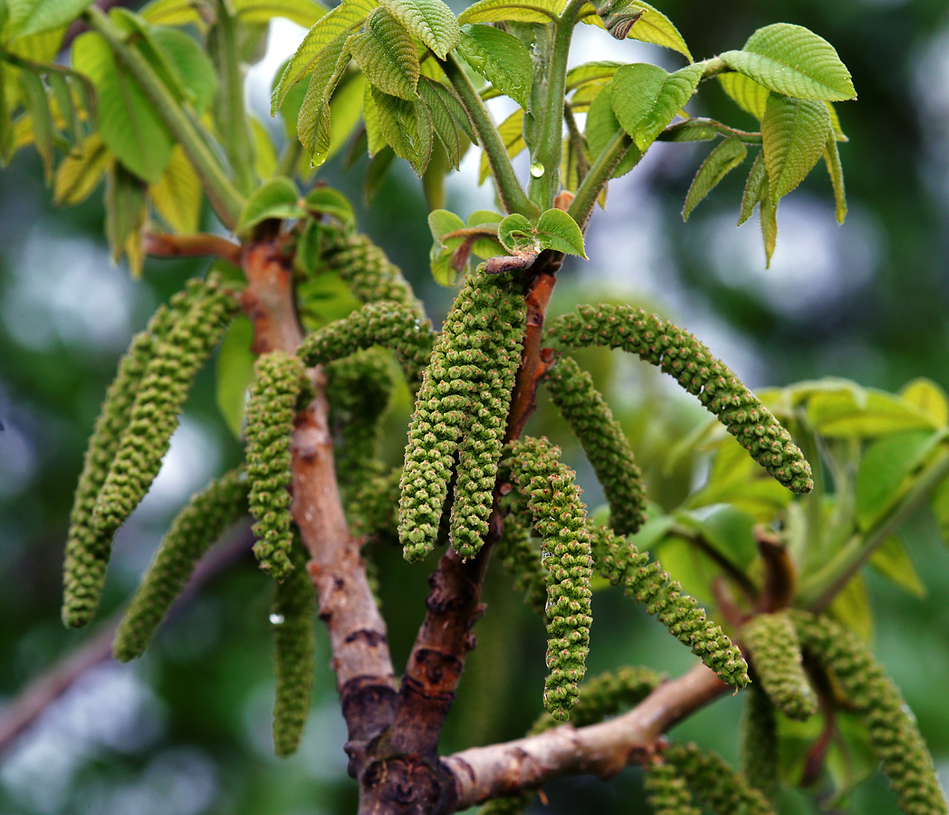 Изображение особи Juglans mandshurica.