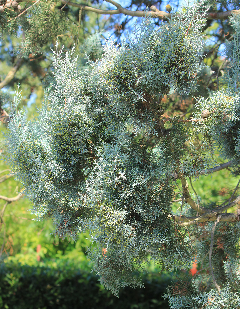 Image of Cupressus arizonica specimen.