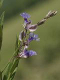 Polygala sibirica