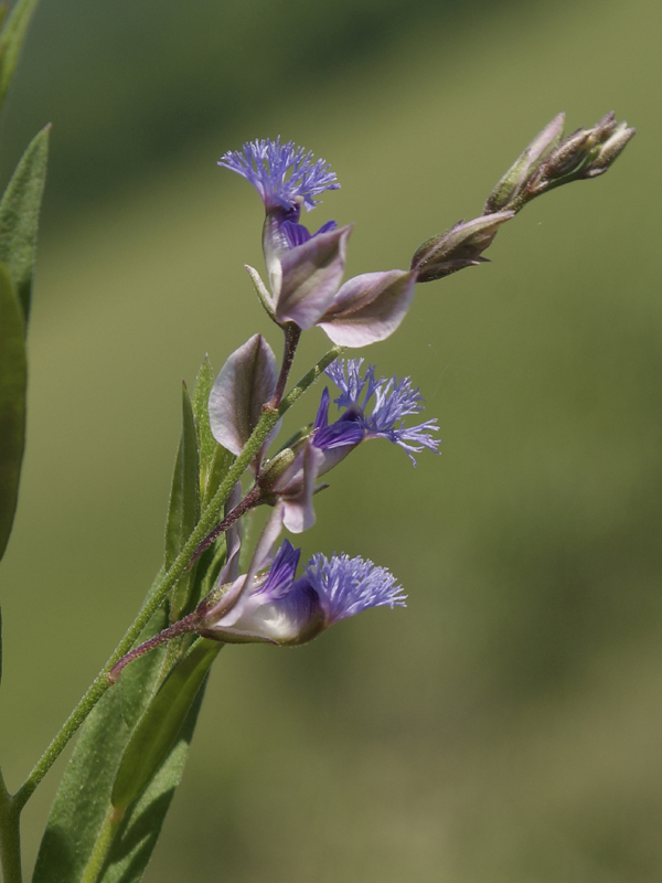 Изображение особи Polygala sibirica.