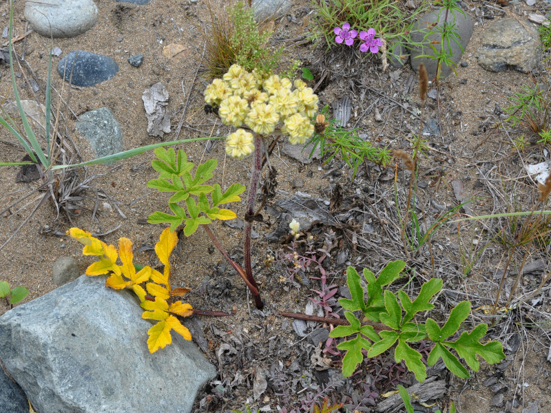 Image of Glehnia litoralis specimen.
