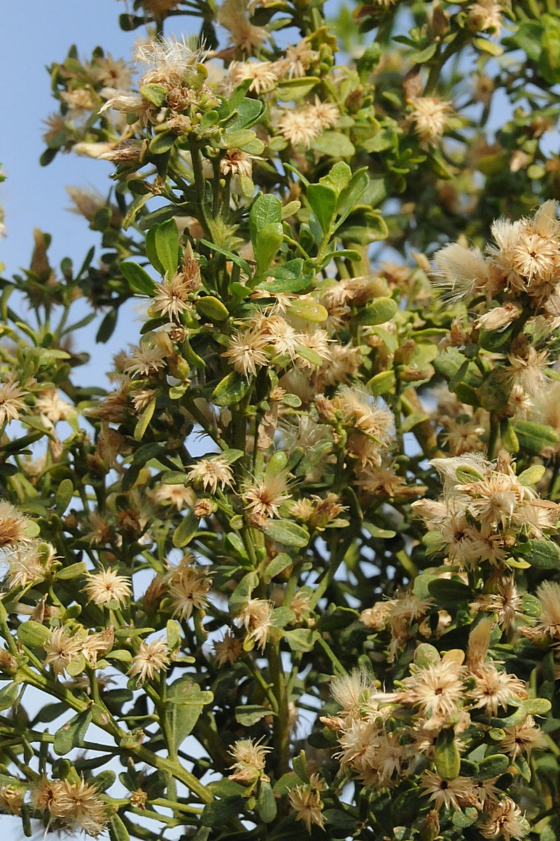 Изображение особи Baccharis pilularis.