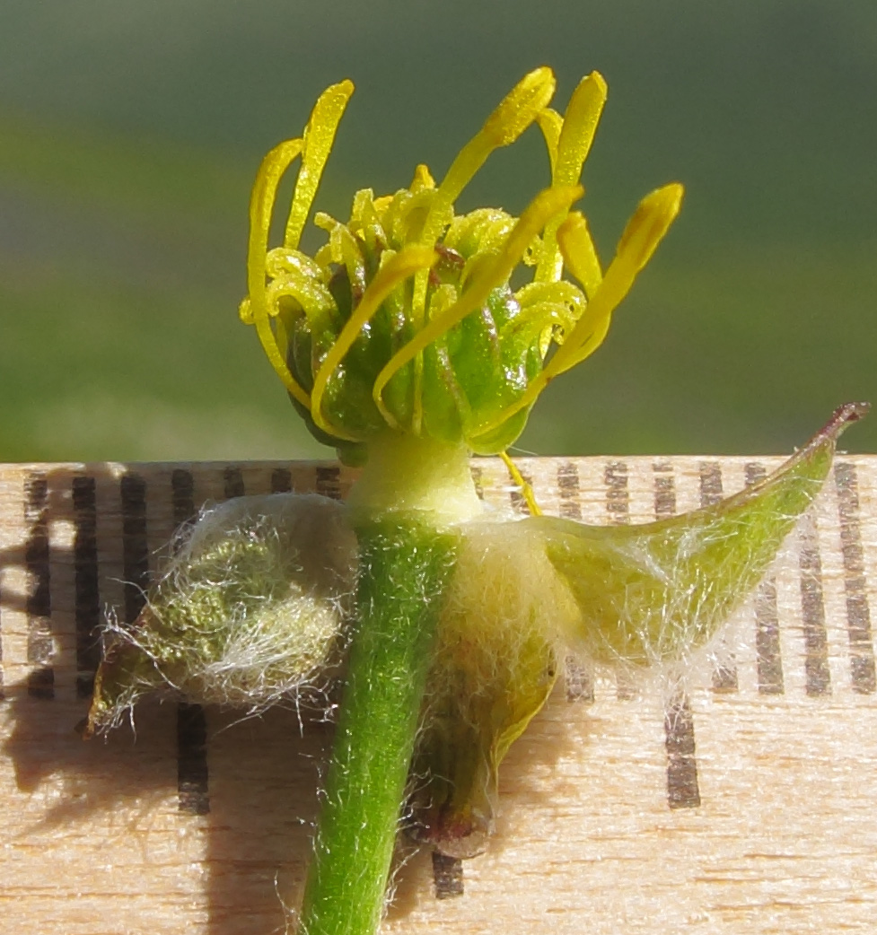 Image of Ranunculus raddeanus specimen.