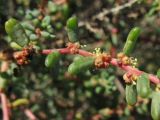 Suaeda vermiculata. Часть побега с цветками и завязавшимися плодами. Испания, Канарские о-ва, Гран Канария, муниципалитет San Bartolome de Tirajana, Maspalomas, заказник Las Dunas de Maspalomas, понижение между дюнами. 25 февраля 2010 г.