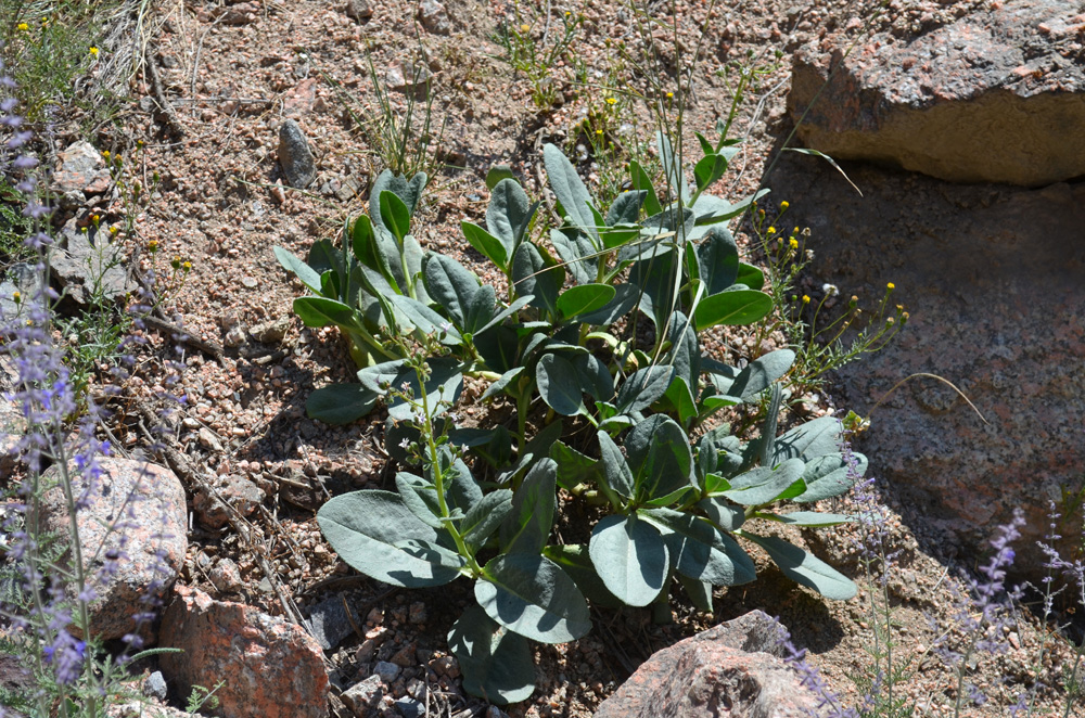Image of Caccinia dubia specimen.