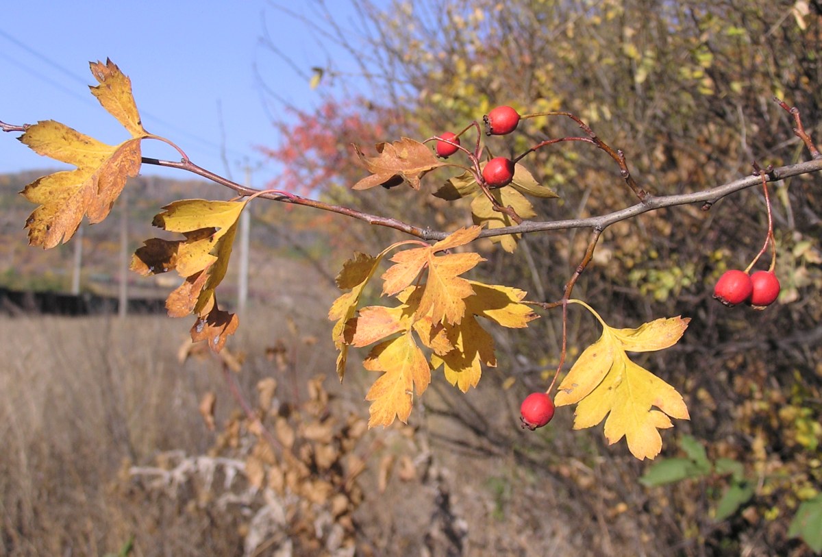 Изображение особи Crataegus rhipidophylla.
