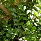 Schotia latifolia
