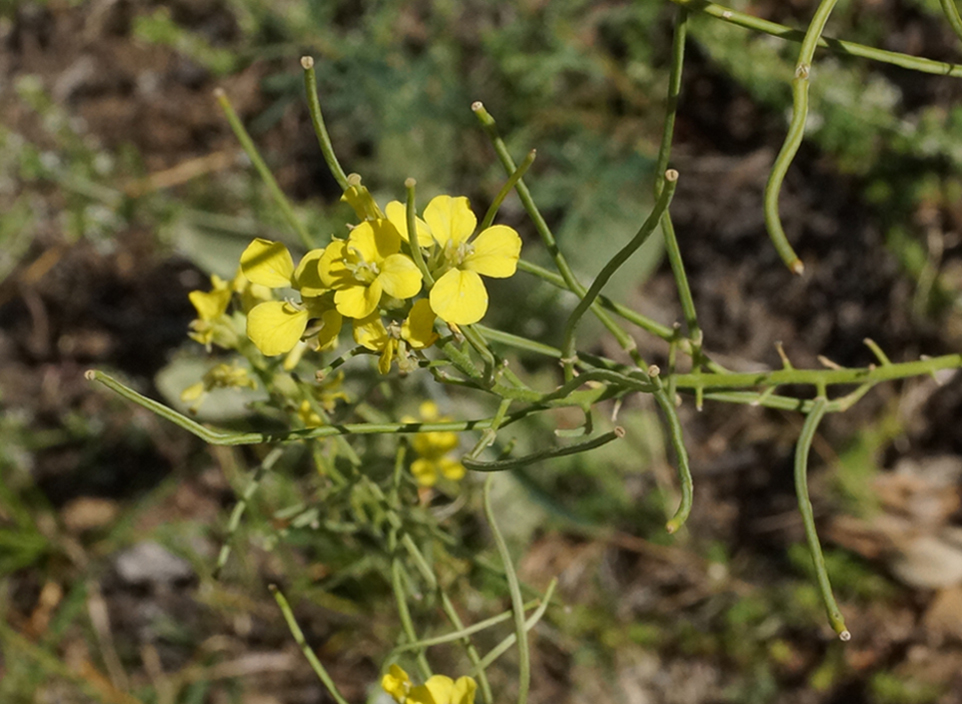 Image of Erysimum canescens specimen.