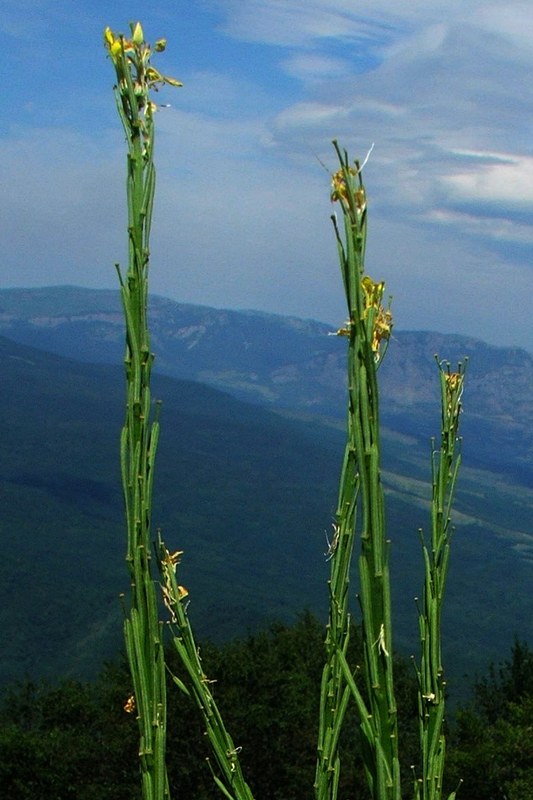 Изображение особи Erysimum cuspidatum.