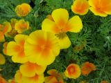 Eschscholzia californica
