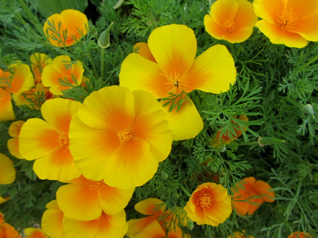Image of Eschscholzia californica specimen.